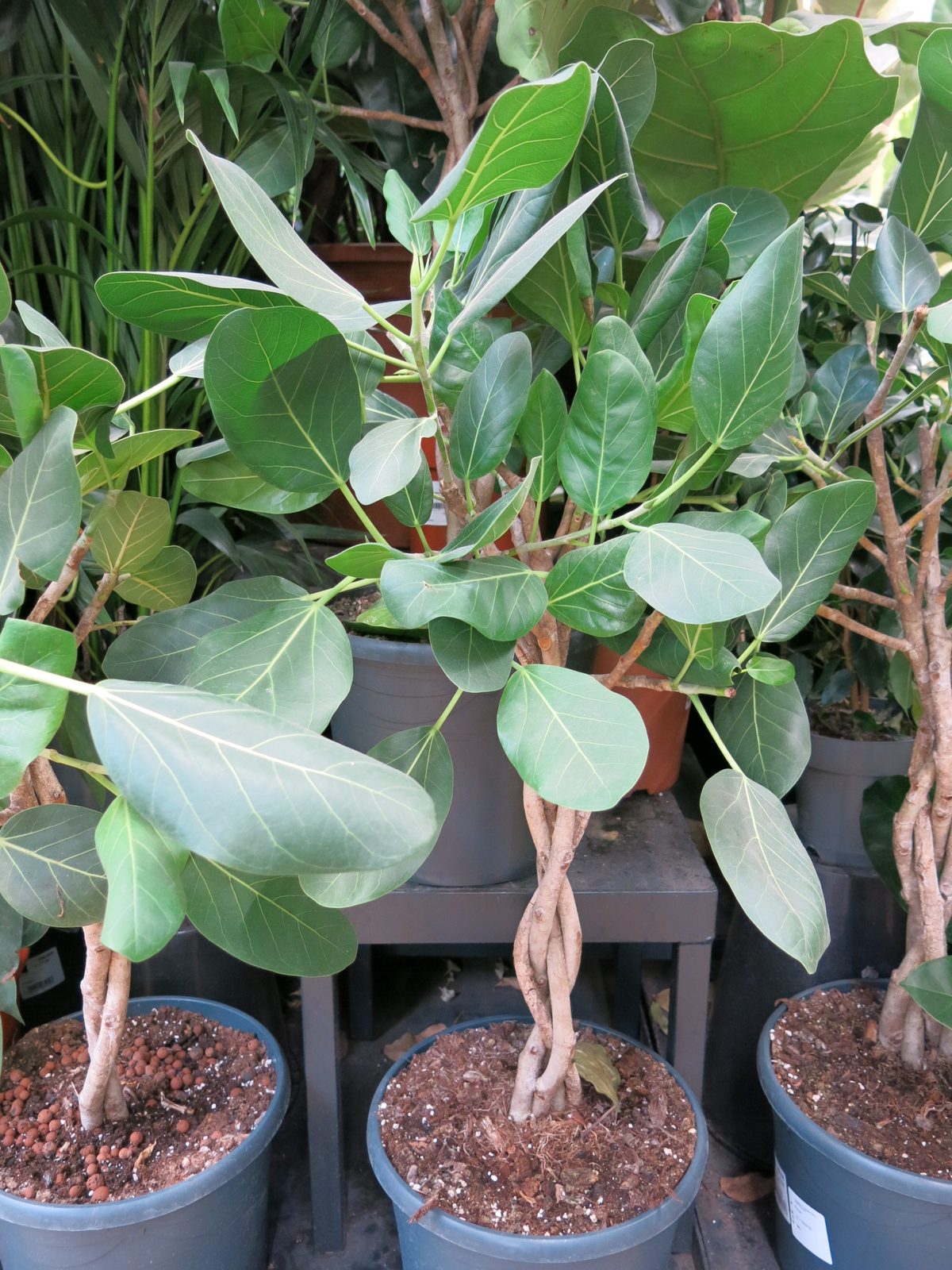 Ficus 'Audrey' (Ficus benghalensis 'Audrey')