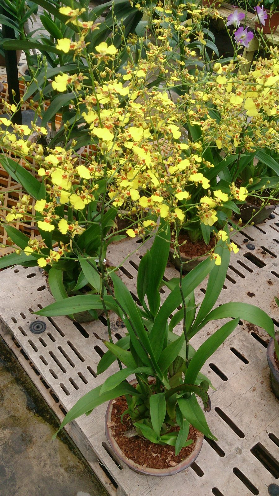 Dancing lady orchid (Oncidium alliance hybrids)