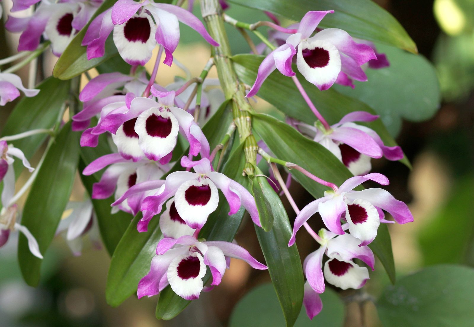 Noble dendrobium (Dendrobium nobile)
