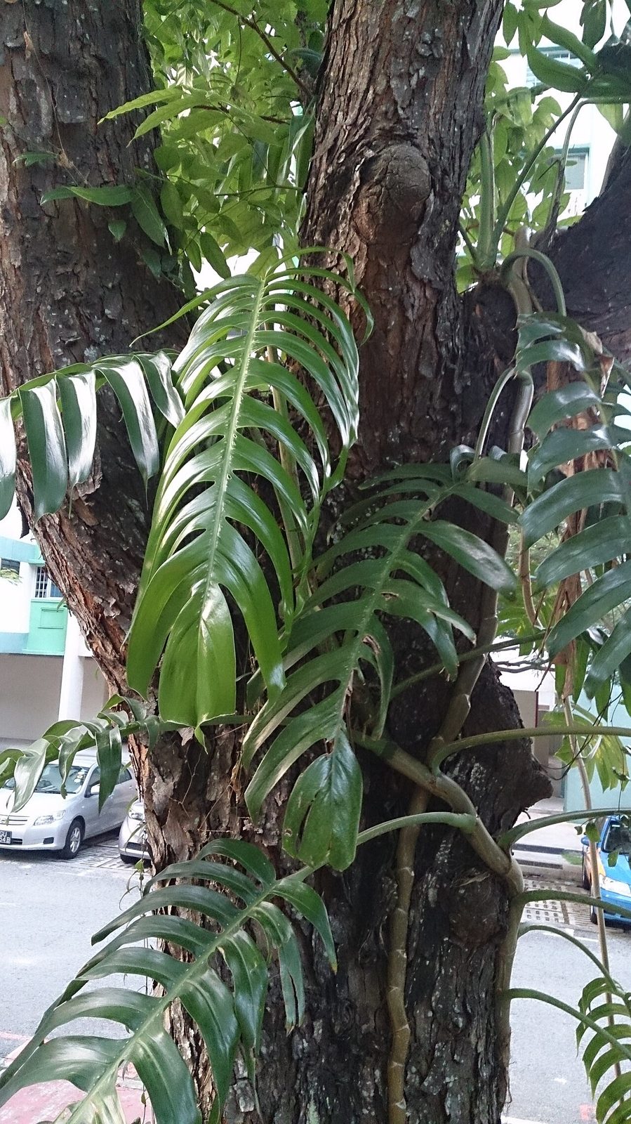 Dragon tail plant (Epipremnum pinnatum)
