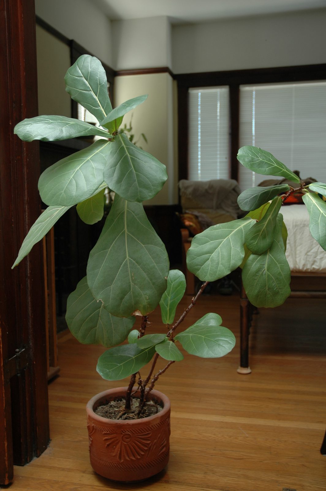 Fiddle-leaf fig (Ficus lyrata)