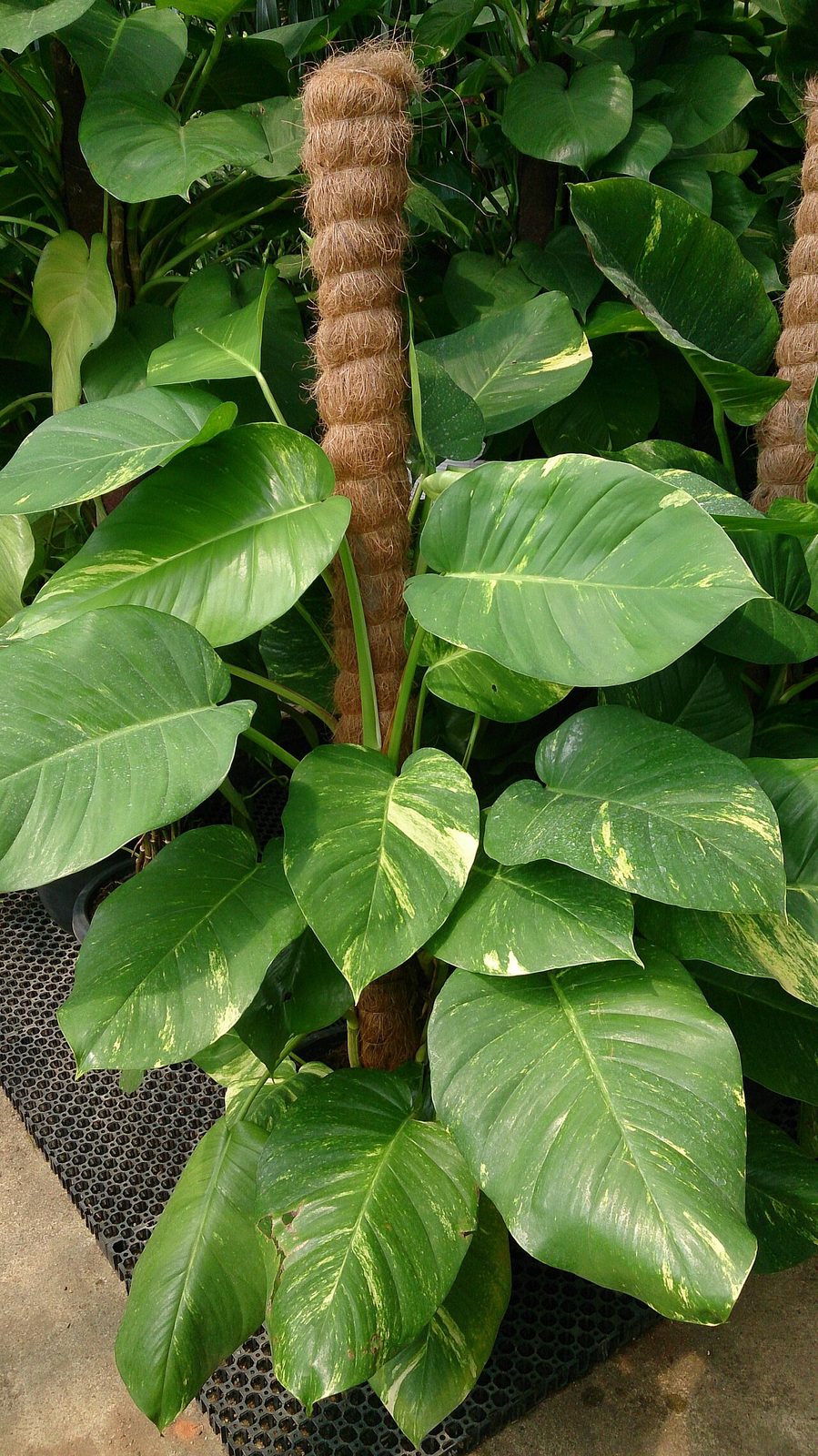 Golden pothos (Epipremnum aureum)