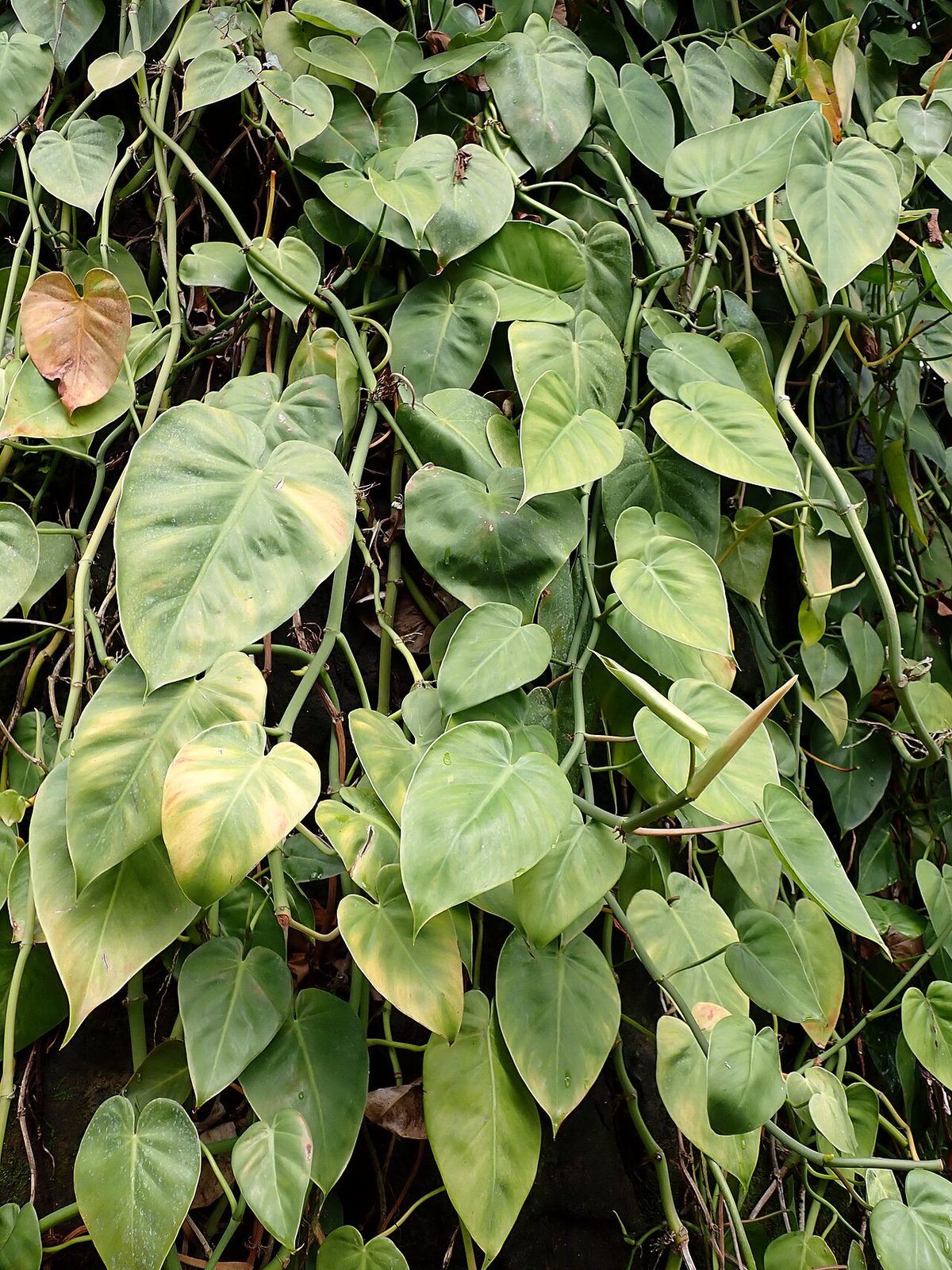 Heartleaf philodendron (Philodendron hederaceum)