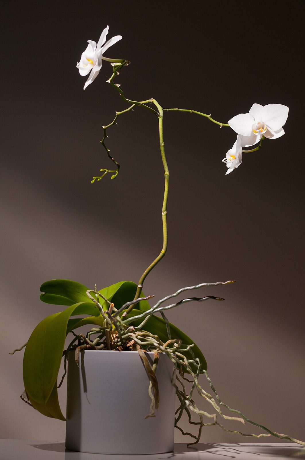 Moth orchid (Phalaenopsis hybrids)