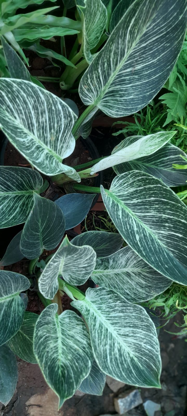 Philodendron Birkin (Philodendron 'Birkin')