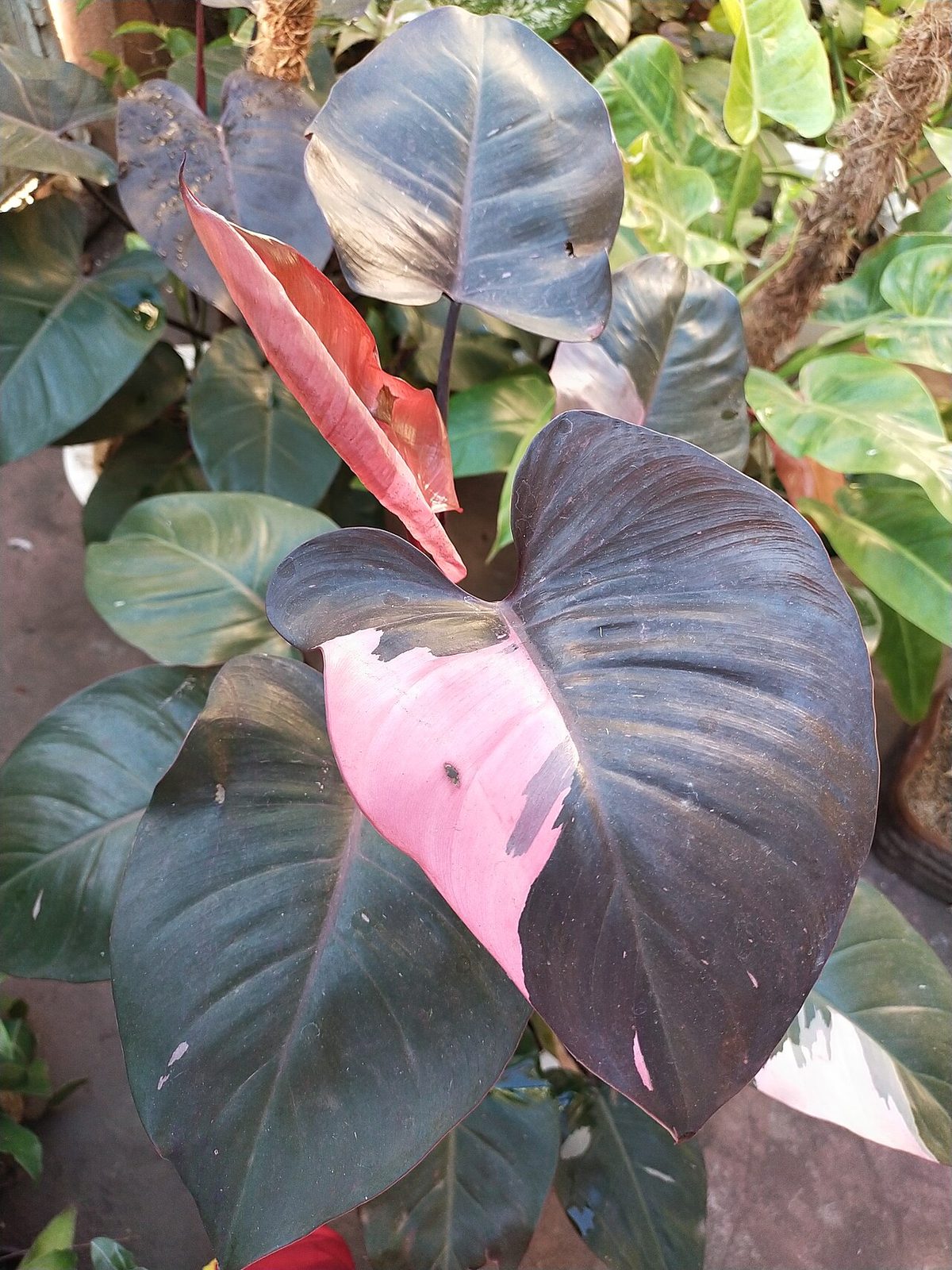 Pink Princess philodendron (Philodendron erubescens 'Pink Princess')