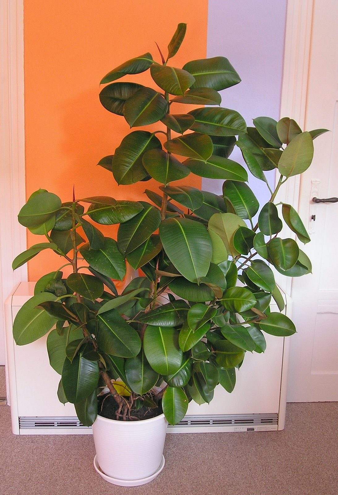 Rubber plant (Ficus elastica)