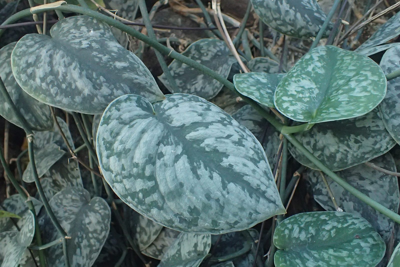 Satin pothos (Scindapsus pictus)