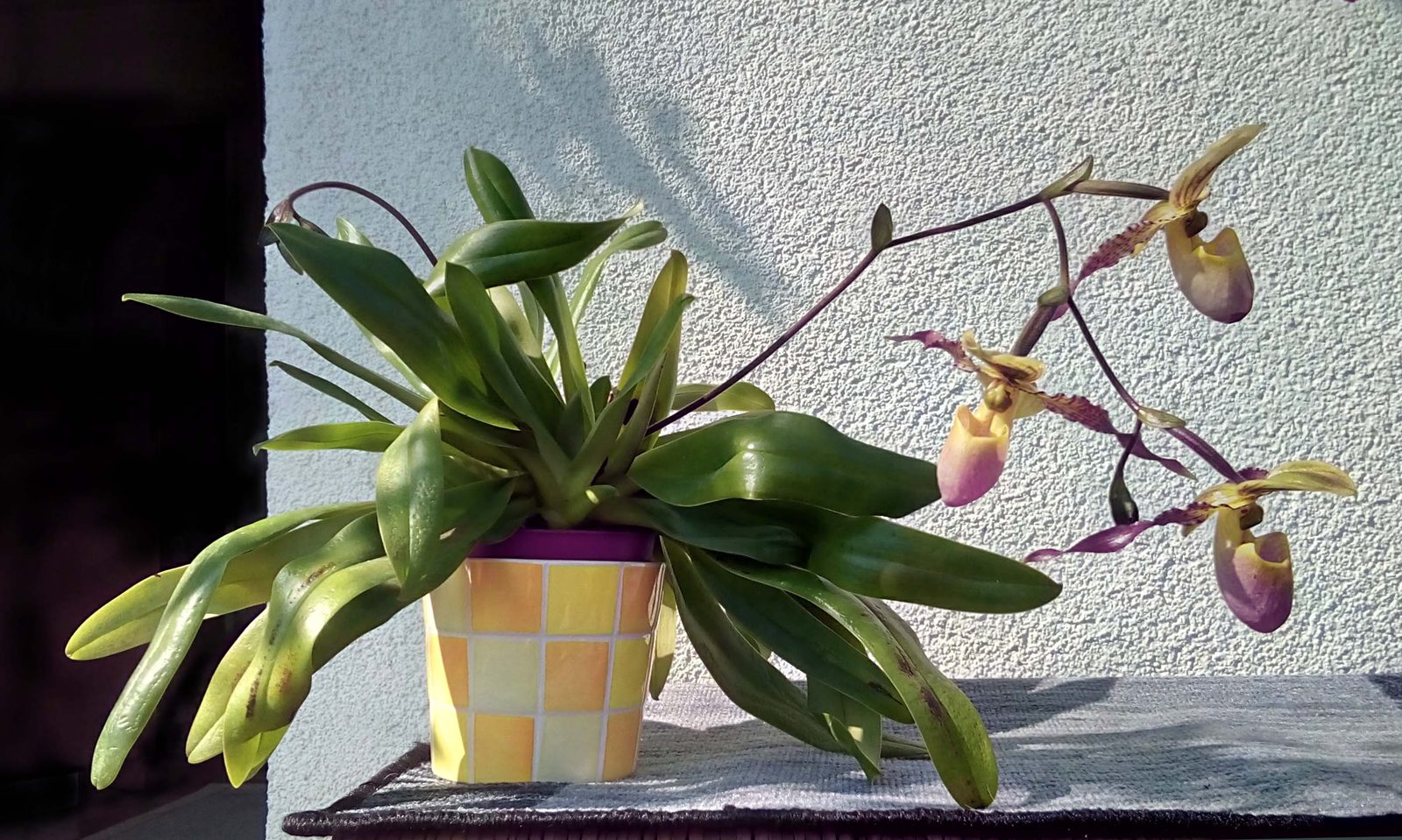 Slipper orchid (Paphiopedilum)