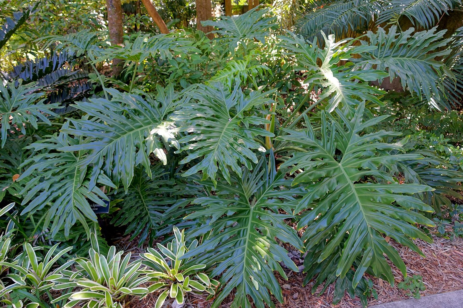 Tree philodendron (Philodendron bipinnatifidum)