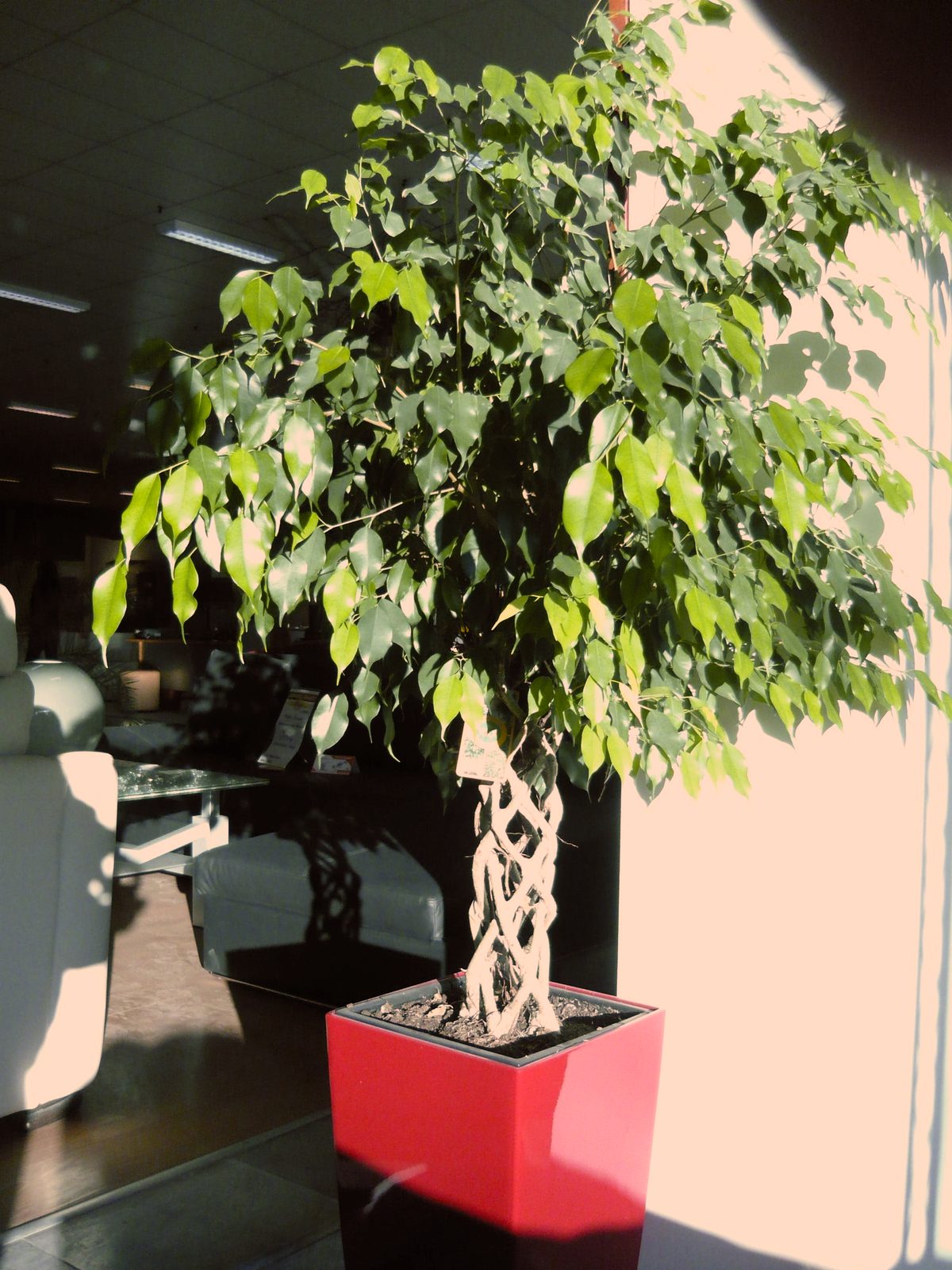 Weeping fig (Ficus benjamina)