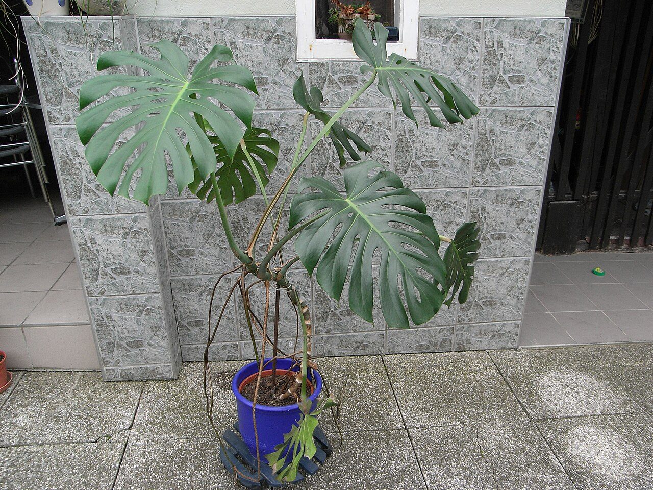 Monstera deliciosa (Monstera deliciosa)