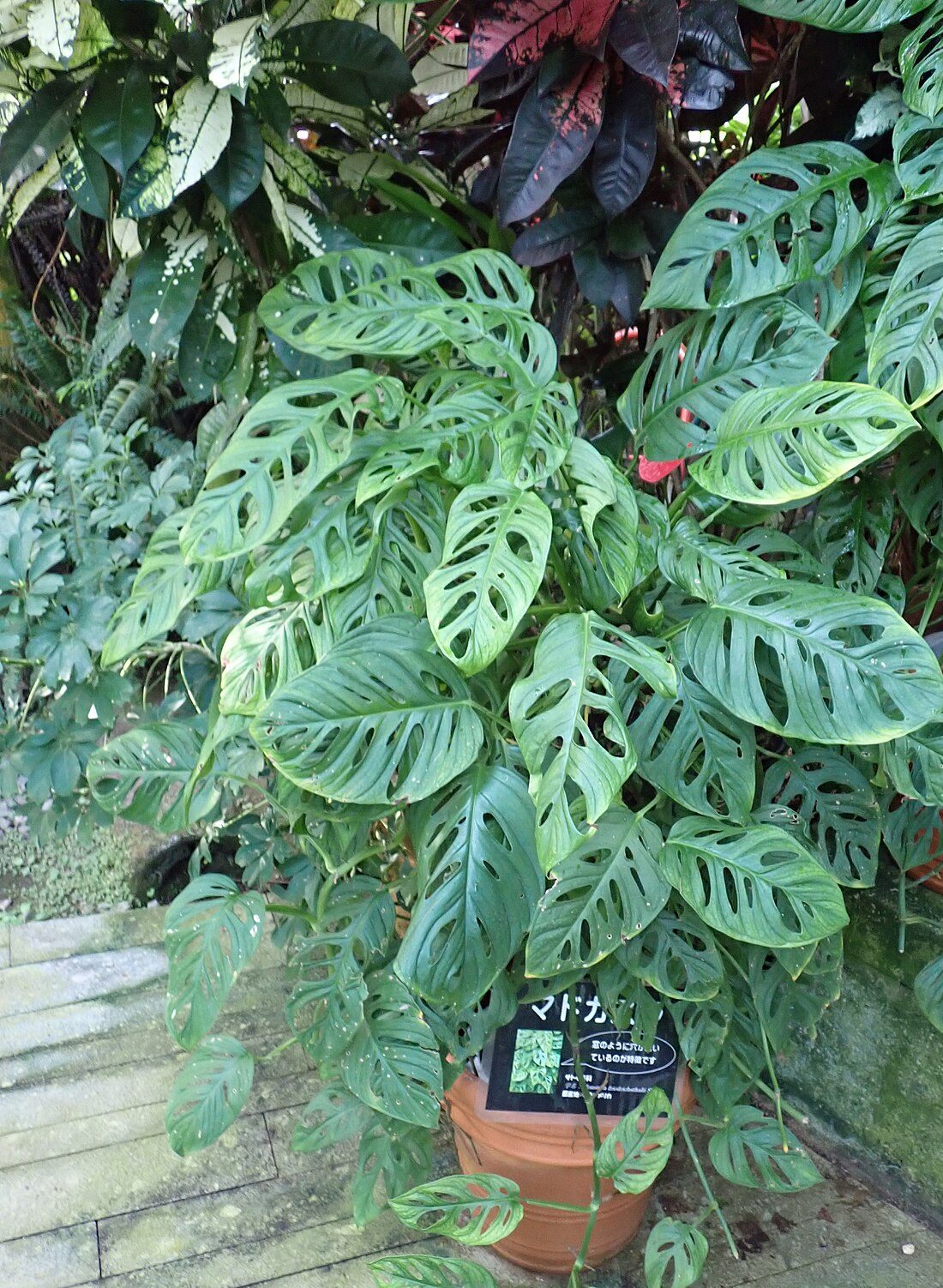 Swiss cheese vine (Monstera adansonii)
