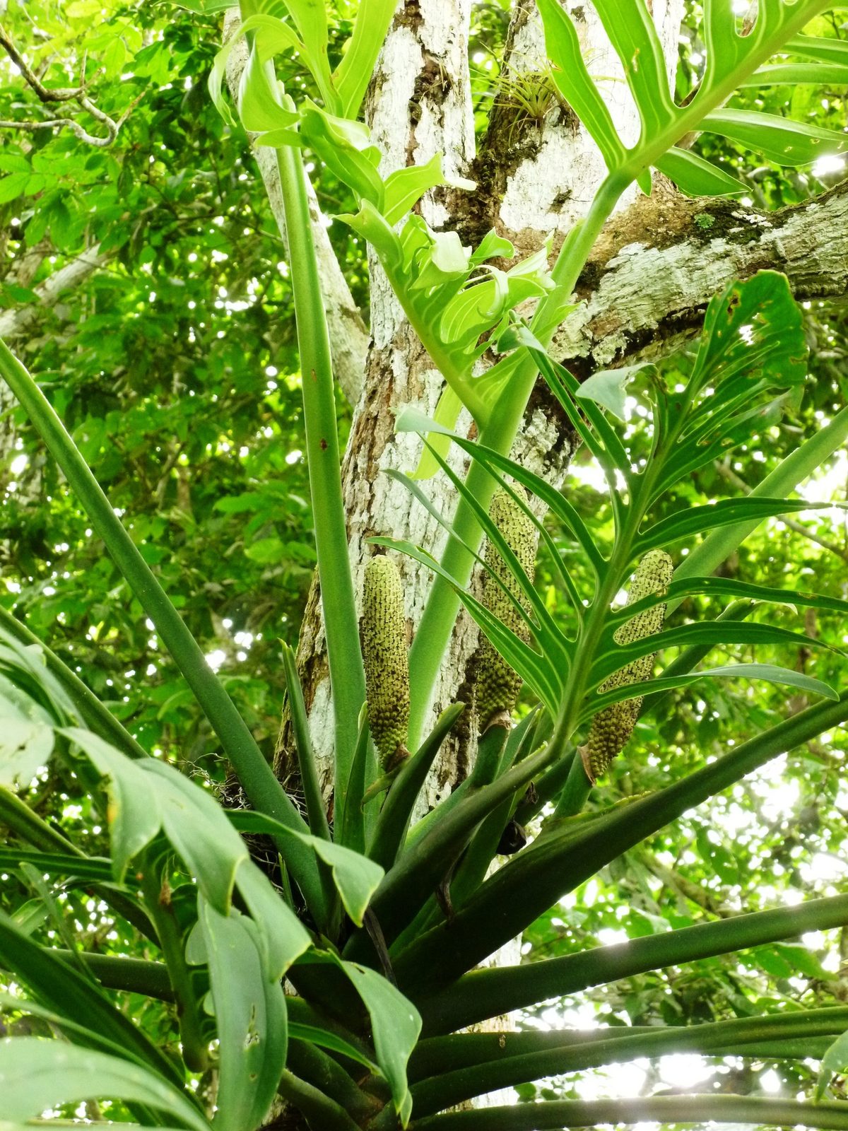 Monstera pinnatipartita (Monstera pinnatipartita)