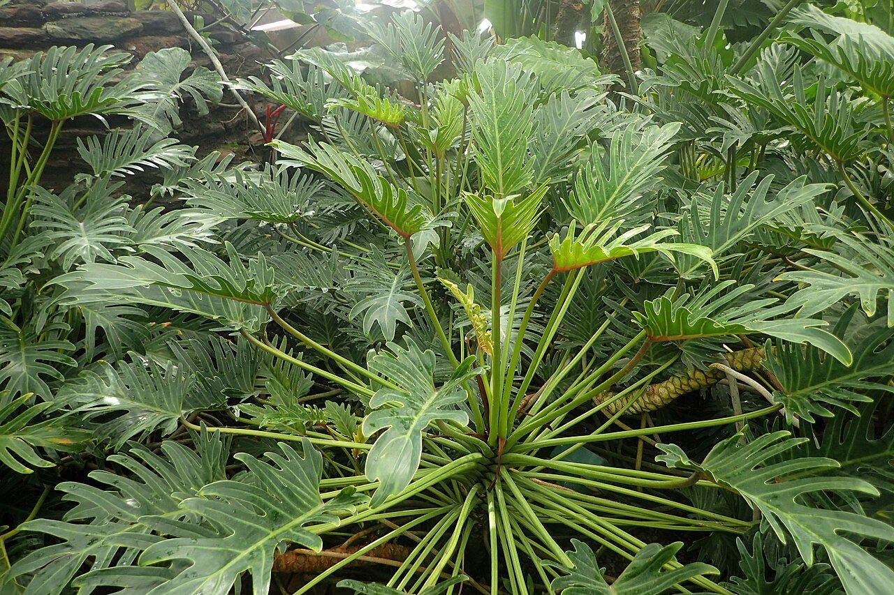 Xanadu philodendron (Philodendron xanadu)