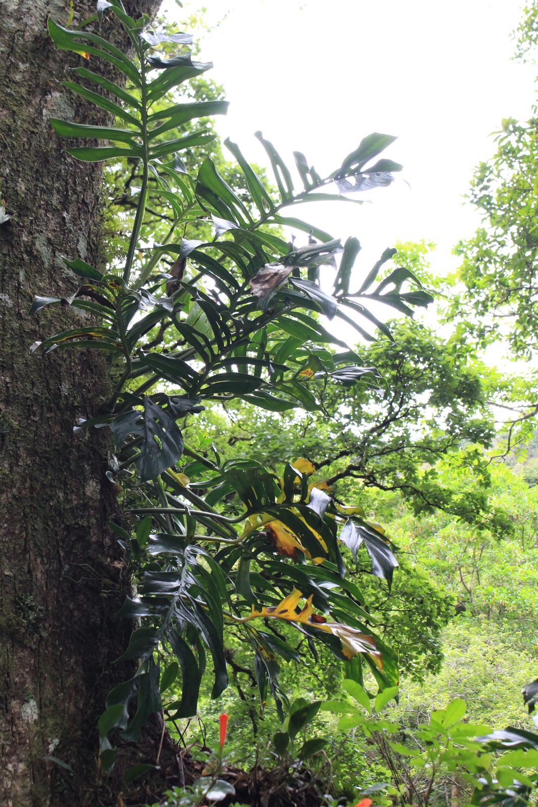 Monstera epipremnoides (Monstera epipremnoides)