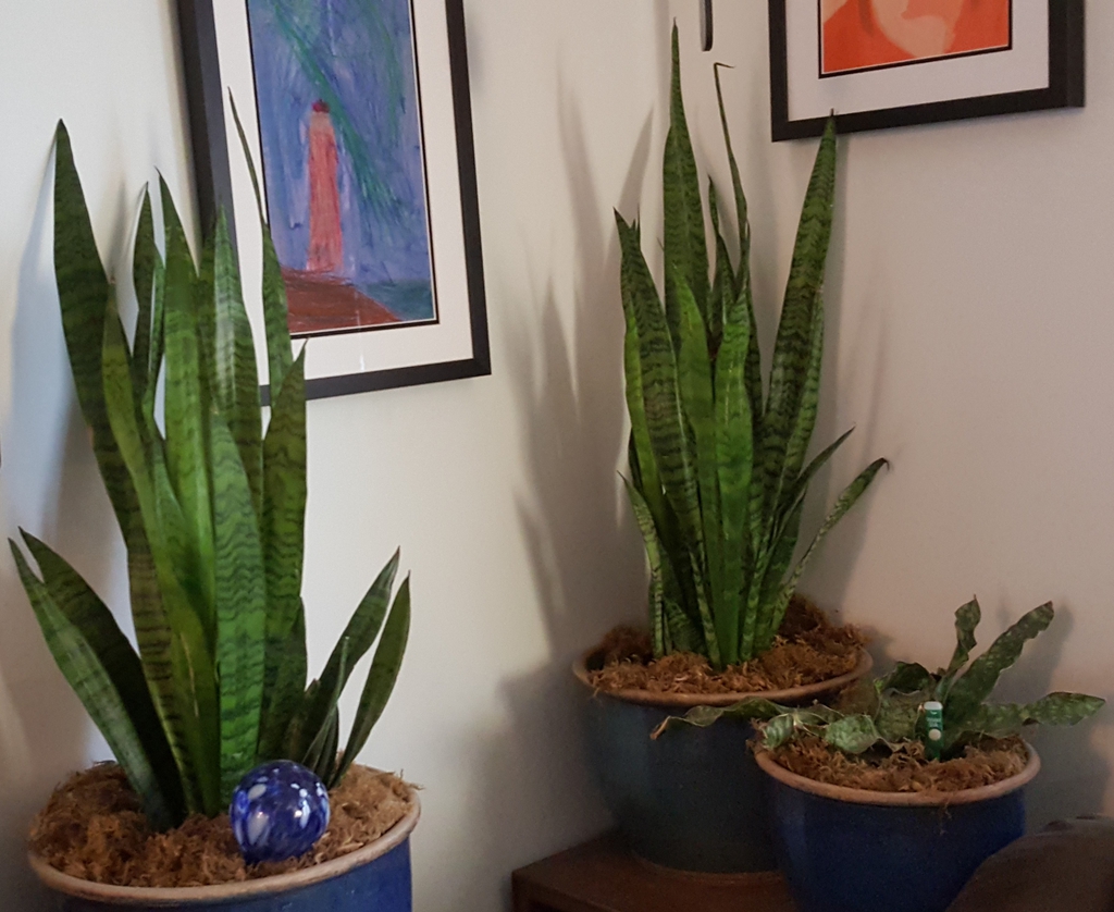 Snake plant (Dracaena trifasciata)