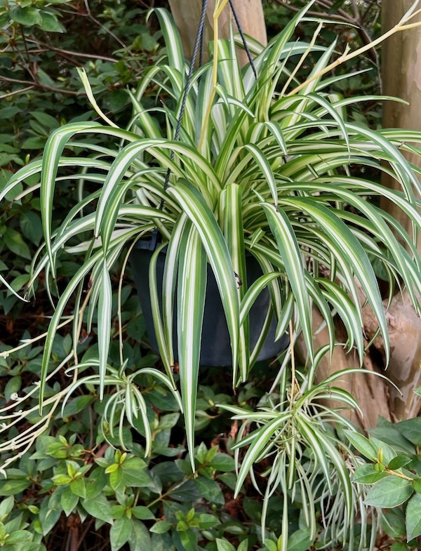 Spider plant (Chlorophytum comosum)