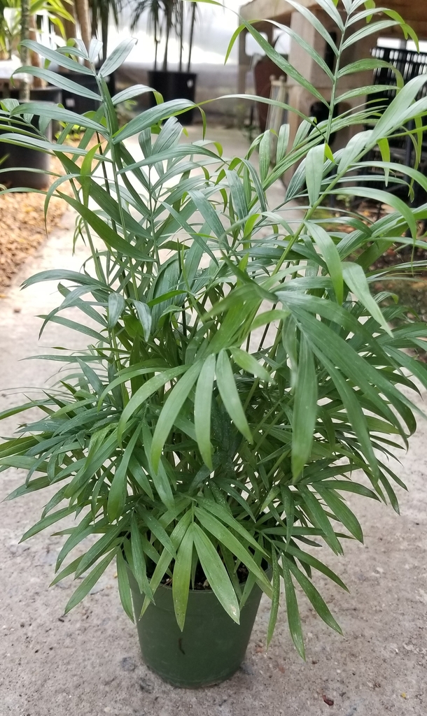Parlor palm (Chamaedorea elegans)