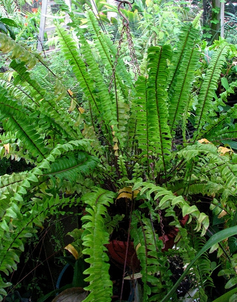 Boston fern (Nephrolepis exaltata)