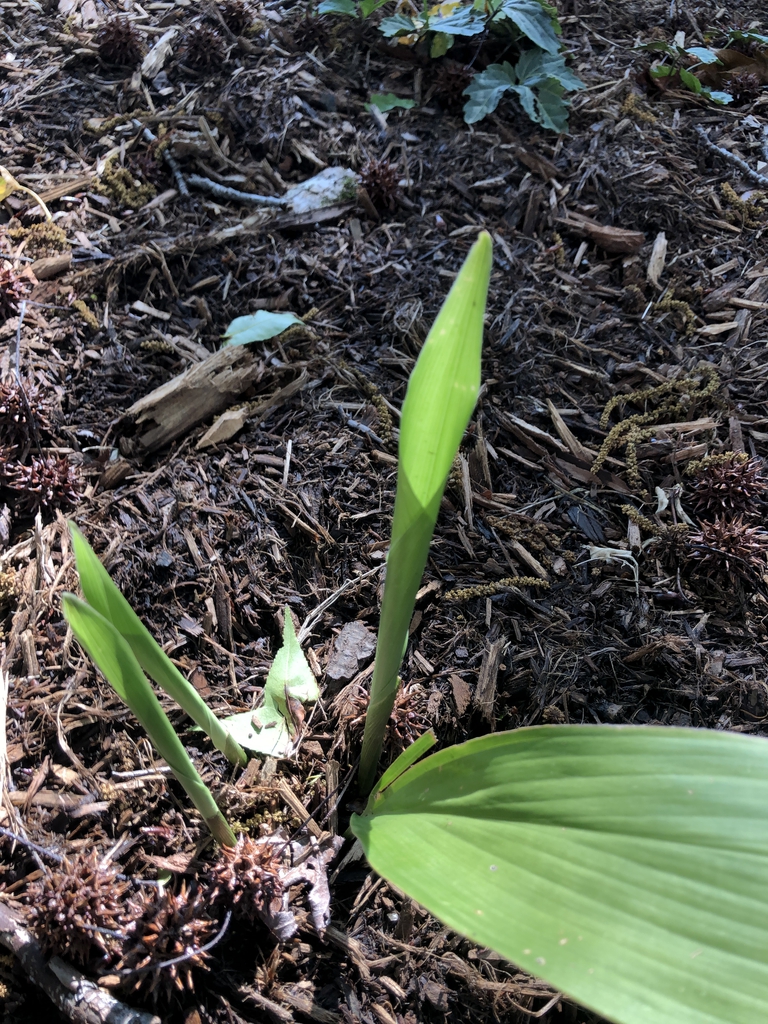 Cast iron plant (Aspidistra elatior)