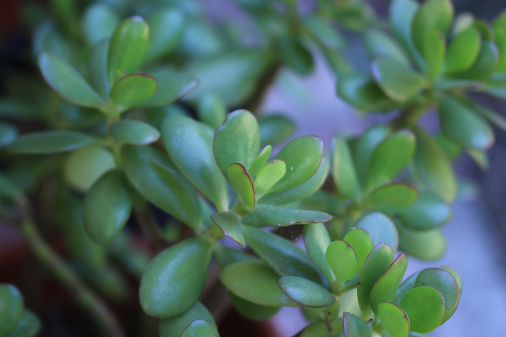 Jade plant (Crassula ovata)