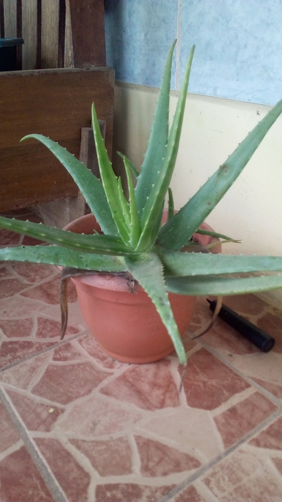 Aloe vera (Aloe vera)
