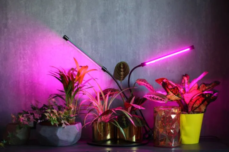 Grow Lights for Pothos: Lamp Types and Placement
