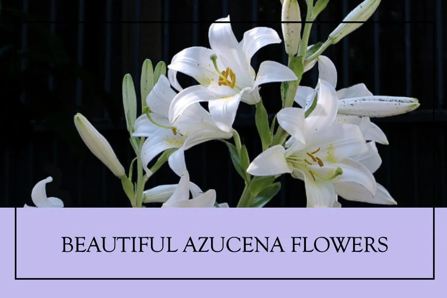Azucena Flowers: Madonna Lily Identification, Care and Meaning