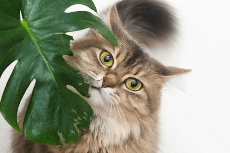 Are Monsteras Toxic to Cats? Signs and Safety Steps
