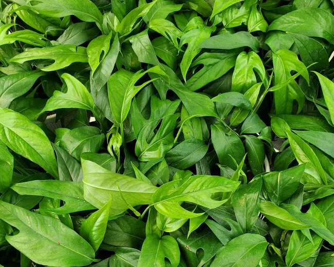 Pothos with fenestration