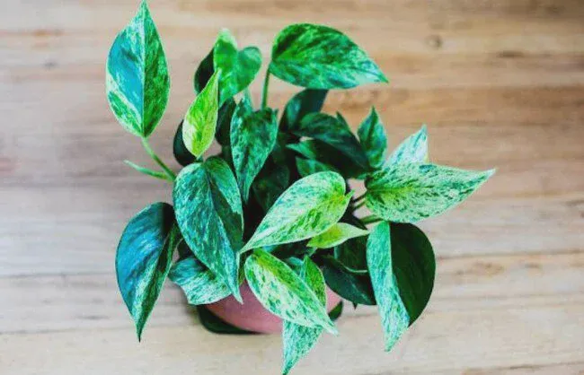 There are various Epipremnum Pinnatum varieties