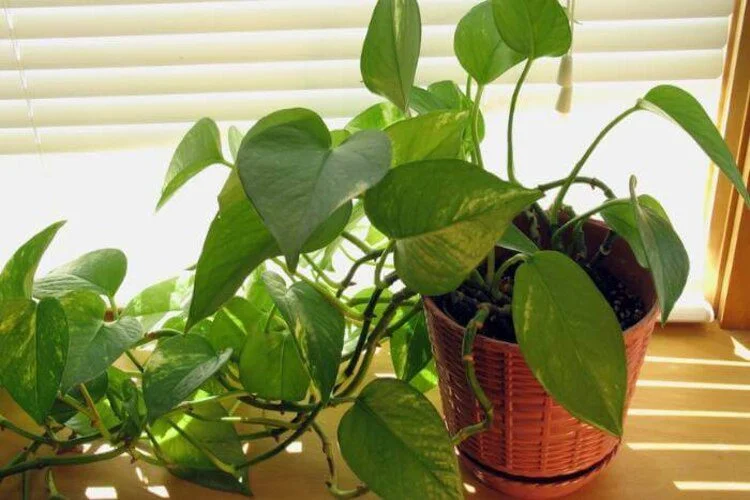Are Pothos Toxic to Dogs? Symptoms and What to Do