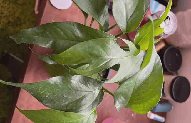 The sap from this plant can cause skin irritation