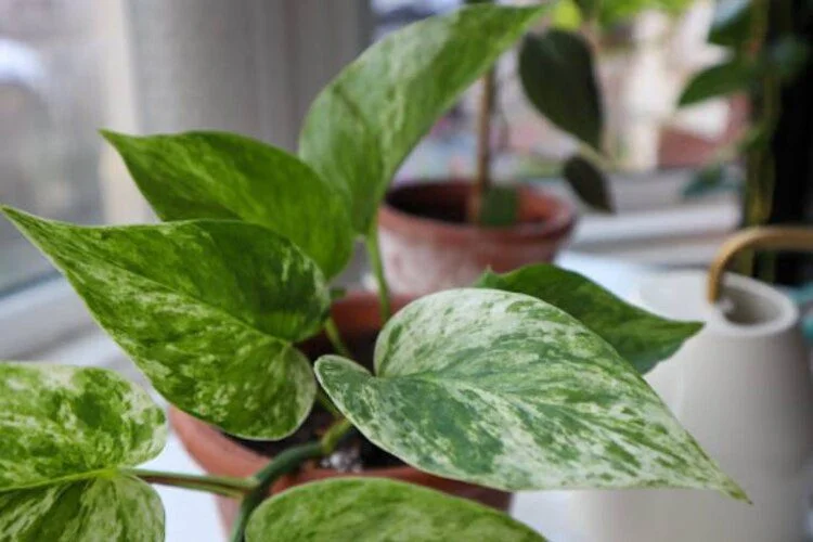 Baltic Blue vs Cebu Blue Pothos: How to Tell Them Apart