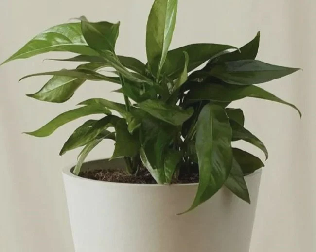 tolerant of a variety of conditions and can thrive in low-light levels.