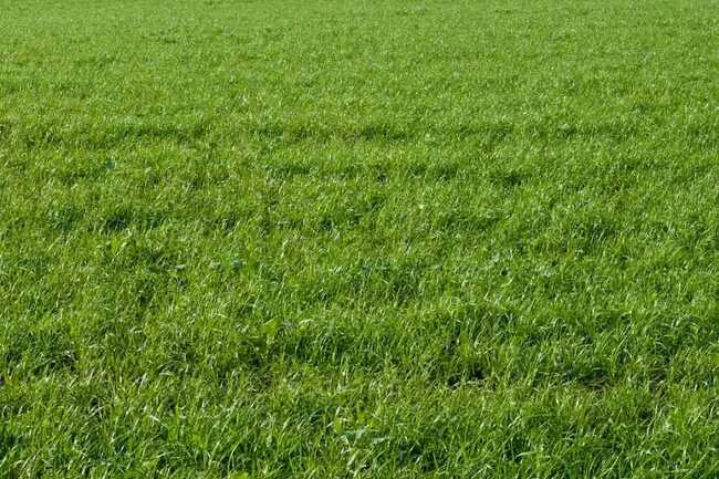 The grasses are vigorous