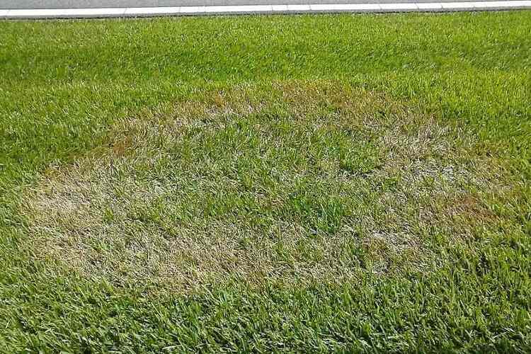 Bermuda Grass Turning Brown: Causes & 5 Ways To Fix