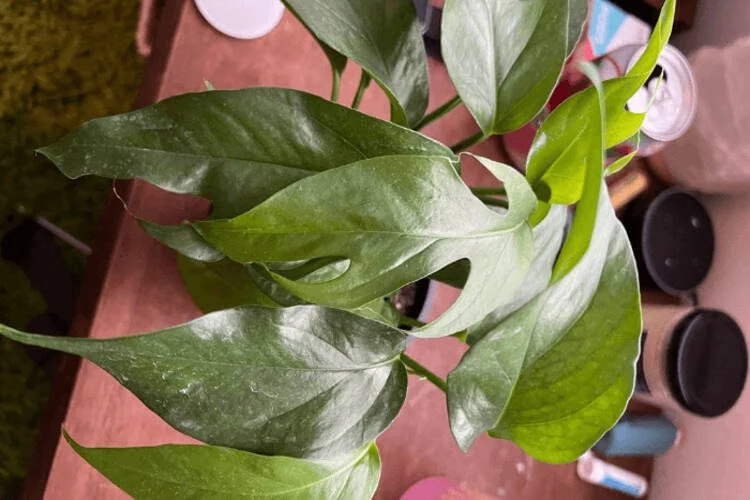 Baltic Blue Pothos Care: Light, Water & Climbing