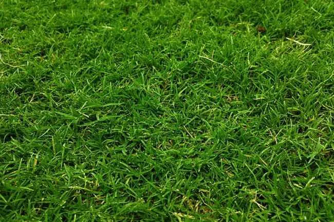 Grass in a managed lawn