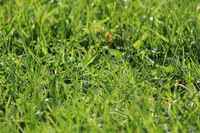 Pros & Cons of Crabgrass and Bermuda Grass