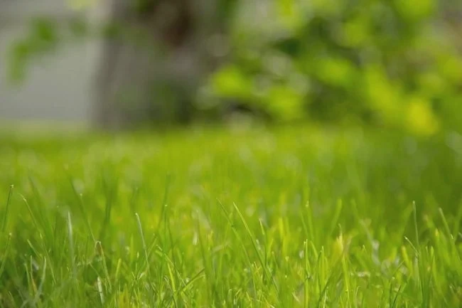 Pros and cons between BermudaGrass and Fescue