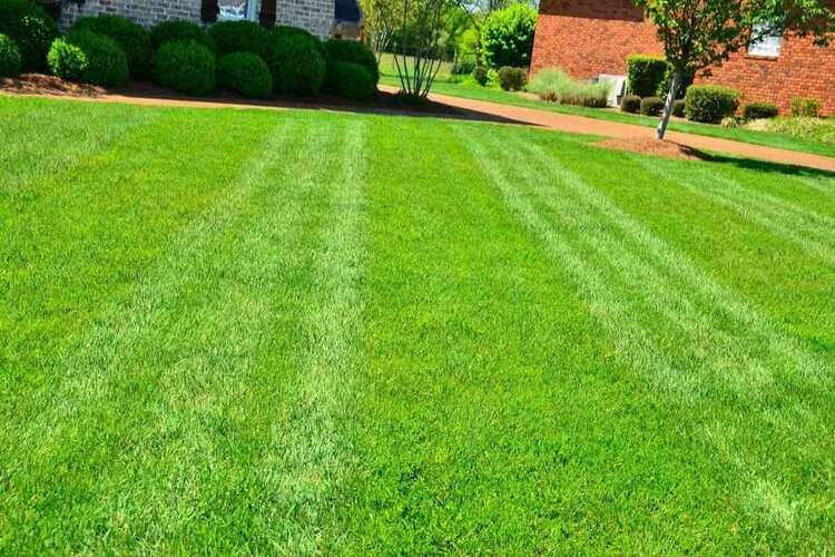 Bermuda Grass Vs Crabgrass: Which One Is Better?