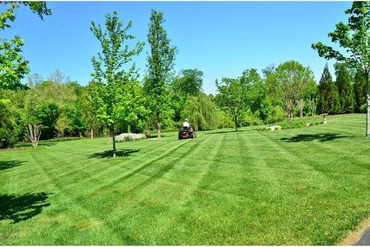 Bermuda Grass Vs Fescue: Which Should You Choose?