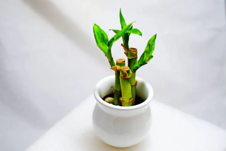 Bamboo Fertilizer Guide: How to Choose and Apply It