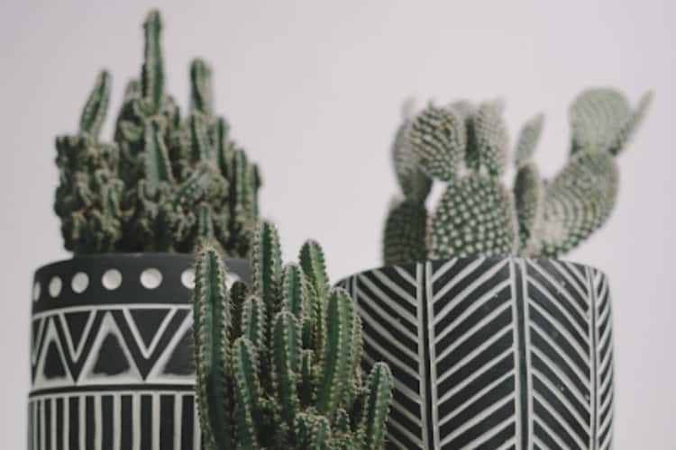 Grow Lights for Cactus: Intensity, Coverage and Setup