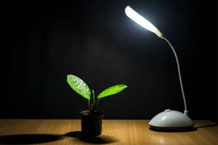 Grow Lights for Fiddle-Leaf Fig: Coverage and Placement
