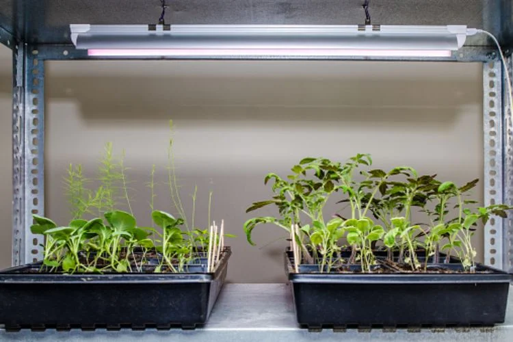 Grow Lights for Monstera: Bulbs, Panels and Placement