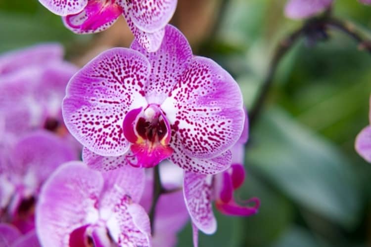 Orchid Grow Lights: Choosing the Right Setup