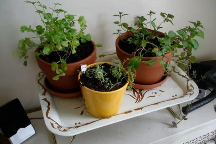 Grow Lights for Herbs: Choosing the Right Fixture